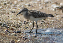 Calidris pusilla