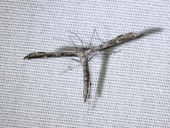 Hellinsia inquinatus