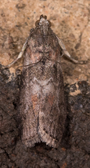 Sciota subcaesiella
