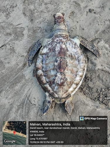 Green Sea Turtle