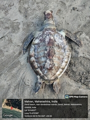 Green Sea Turtle