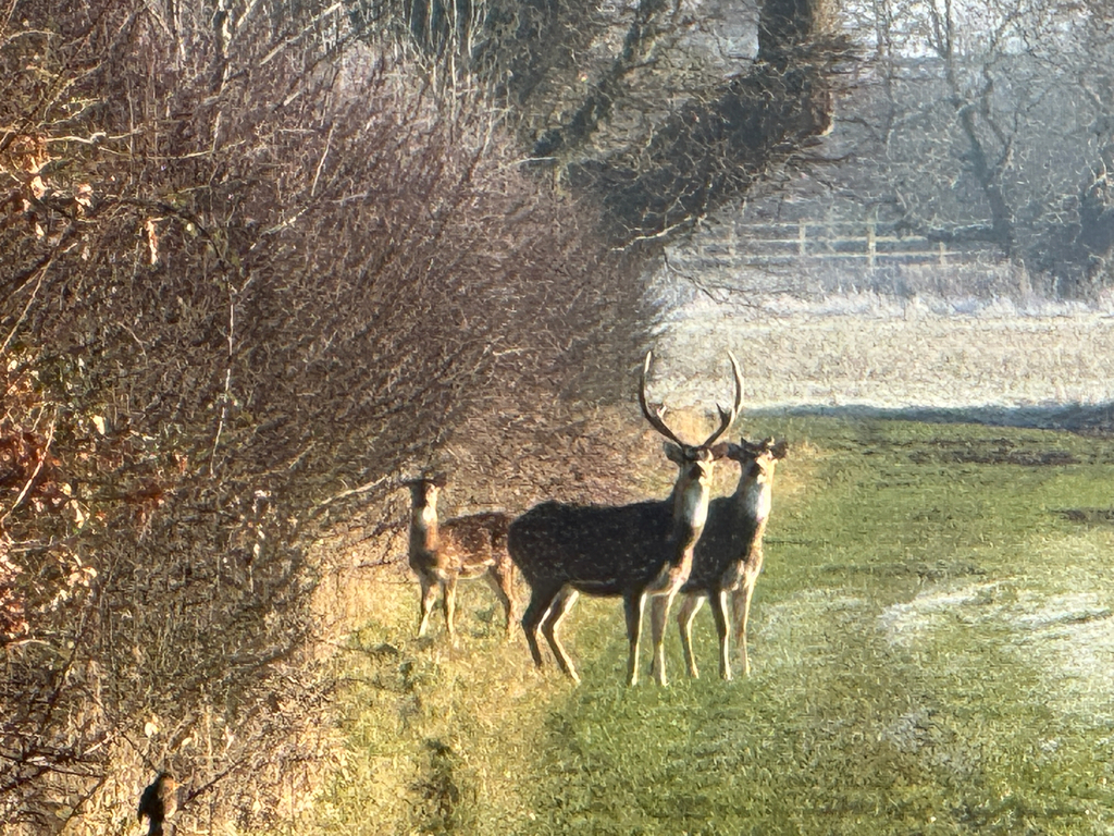 Chital