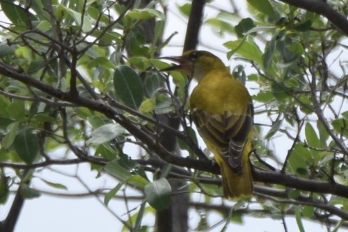 African Golden Oriole