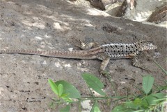 Microlophus barringtonensis