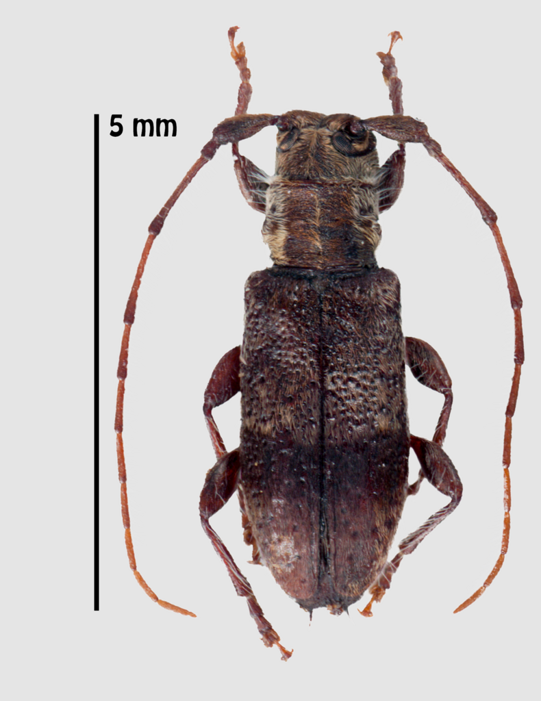 Hybolasius pedator