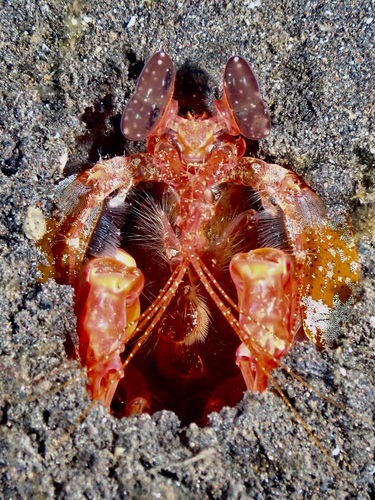 Lisa's Mantis Shrimp (Lysiosquilla lisa)