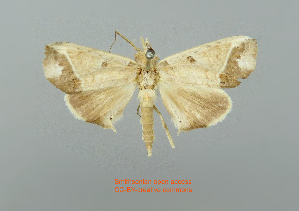 Euxoga balba