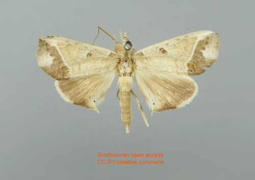 Euxoga balba