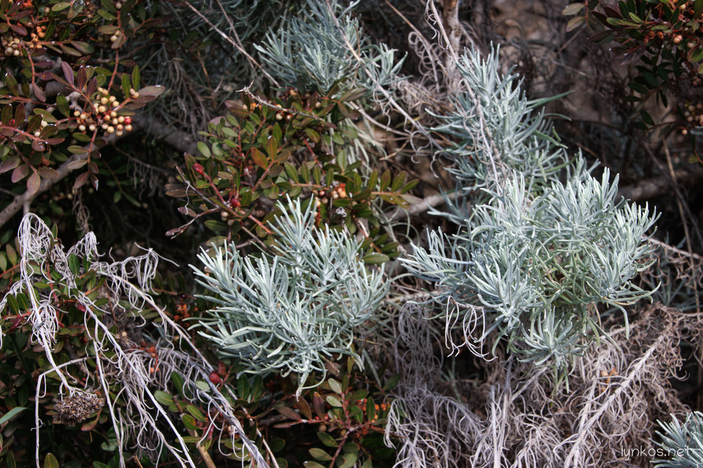 Helichrysum litoreum