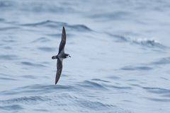 Gould's Petrel photo 2