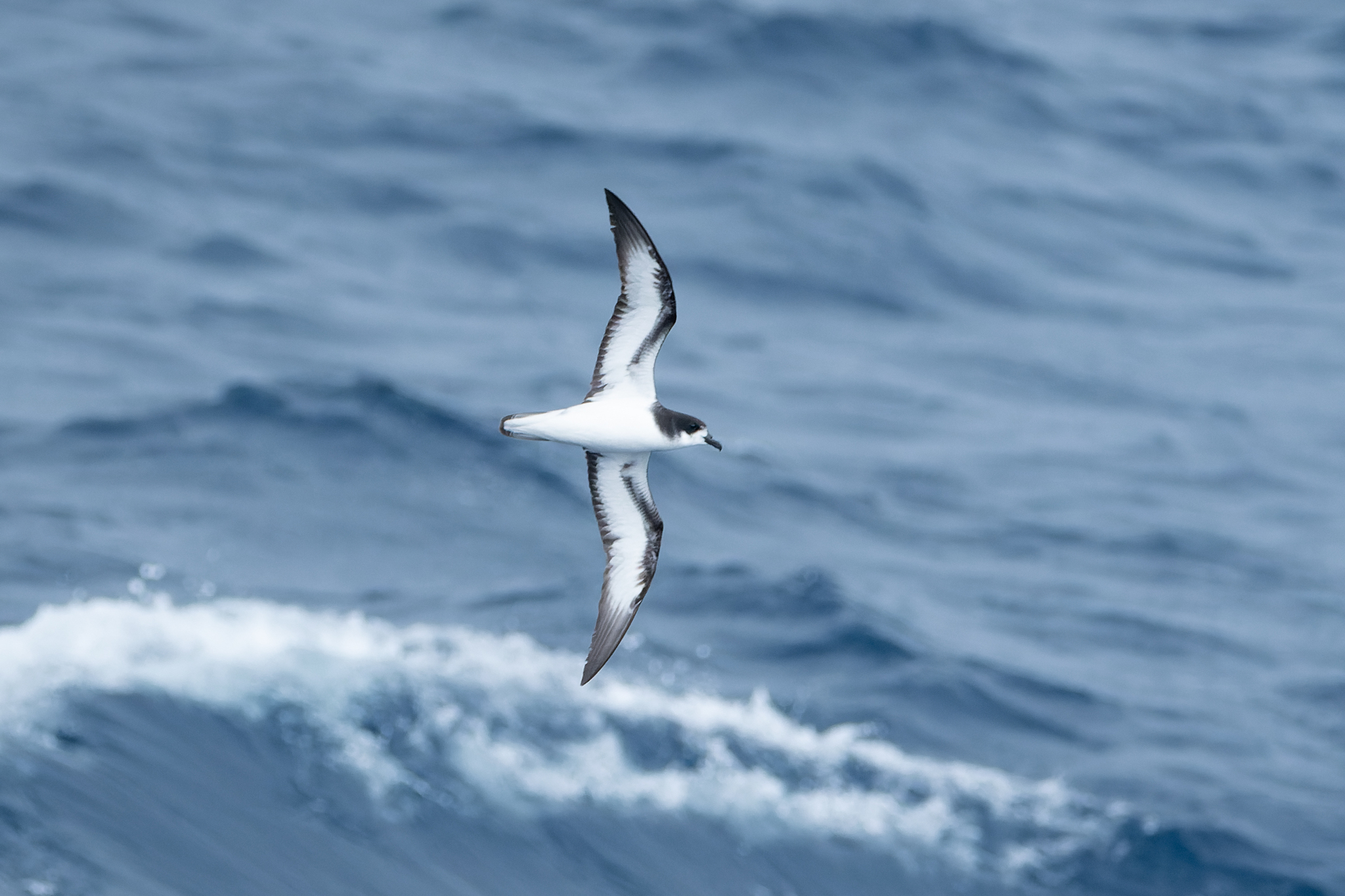 Gould's Petrel illustration