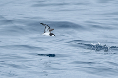 Gould's Petrel photo 3