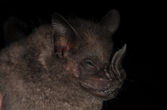 Artibeus obscurus