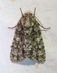 Acronicta afflicta