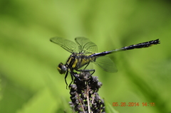 Phanogomphus descriptus