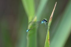Ischnura damula