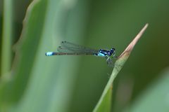 Ischnura damula