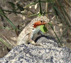 Microlophus barringtonensis
