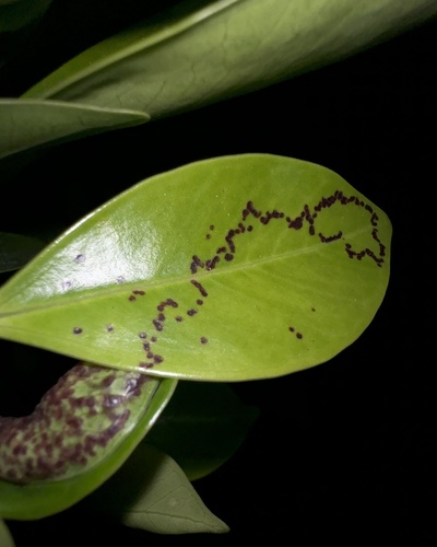 Cuban Laurel Thrips photo 6