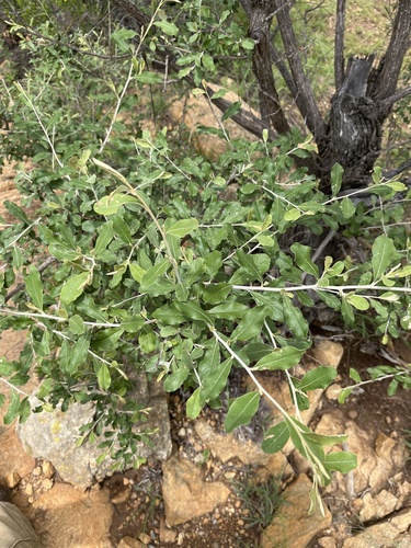 Smallhead Camphorbush (Tarchonanthus parvicapitulatus)
