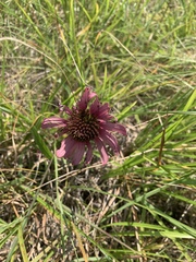 Echinacea tennesseensis