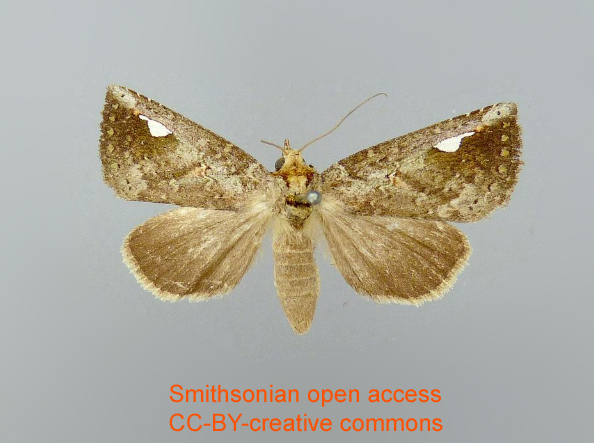 Poresta albipuncta
