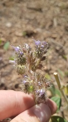 Phacelia mutabilis