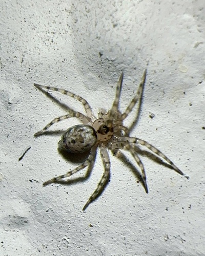 Wall Spider