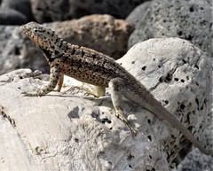 Microlophus barringtonensis