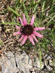 Echinacea tennesseensis