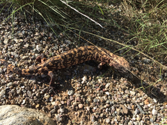 Heloderma suspectum suspectum