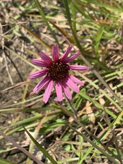 Echinacea tennesseensis