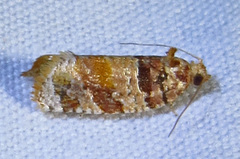 Argyrotaenia kimballi
