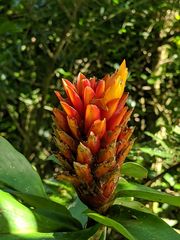 Costus curvibracteatus
