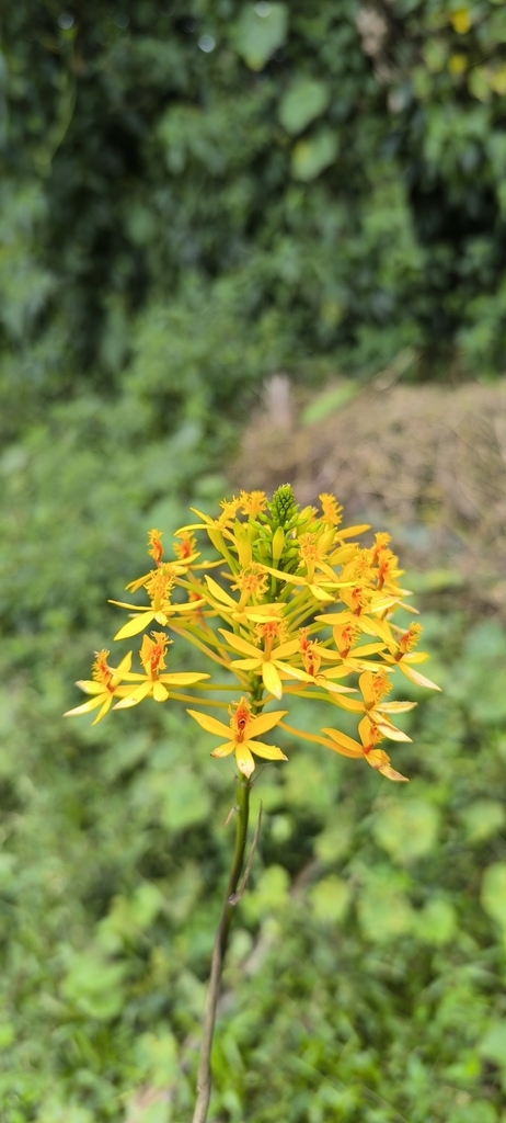 Epidendrum auro-usecheae Hágsater et al. 4