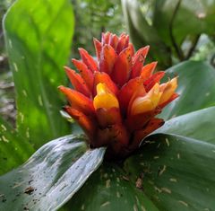 Costus curvibracteatus