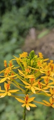 Epidendrum aura-usecheae, photograph (c) Miguel José Lengua Hernández, some rights reserved (CC BY)