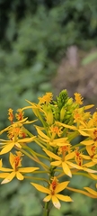 Epidendrum aura-usecheae, photograph (c) Miguel José Lengua Hernández, some rights reserved (CC BY)