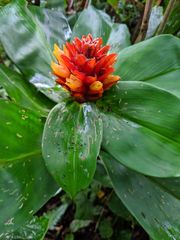 Costus curvibracteatus