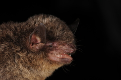 Myotis riparius