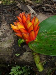 Costus curvibracteatus