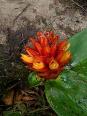 Costus curvibracteatus