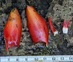 Costus curvibracteatus