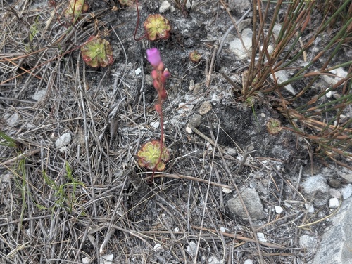 Drosera xerophila