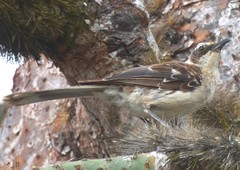Mimus parvulus barringtoni