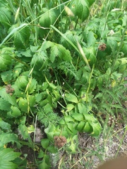 Hydrophyllum fendleri