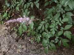 Astilbe