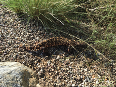 Heloderma suspectum suspectum