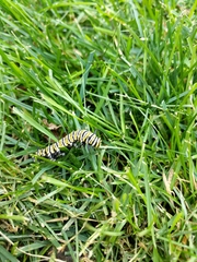 Danaus plexippus