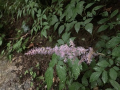 Astilbe